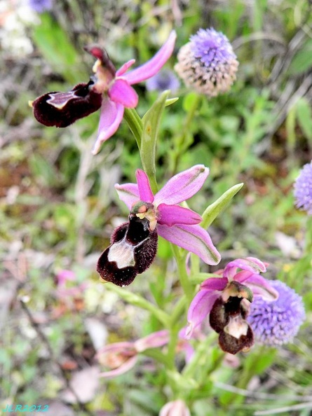 Ophrys Bertolonii2a [576x768]