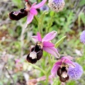 Ophrys Bertolonii2a [576x768]