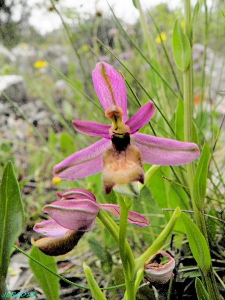 Ophrys tenthredinifera [576x768]