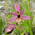 Ophrys tenthredinifera [576x768]