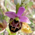 Ophrys vetula2 [576x768]
