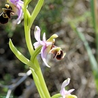 RX 01539-1[Orchidées]