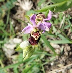 RX 01714 [1792x1793]