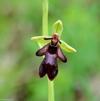 RX 01987[Orchidées]