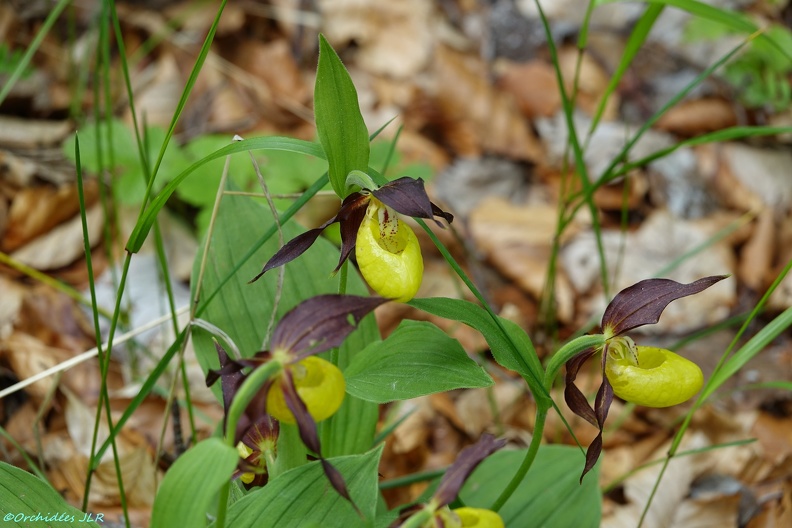 RX_01830[Orchidées] - Copie.JPG