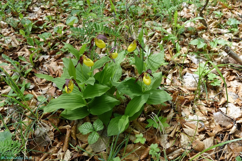 RX 01843[Orchidées] - Copie