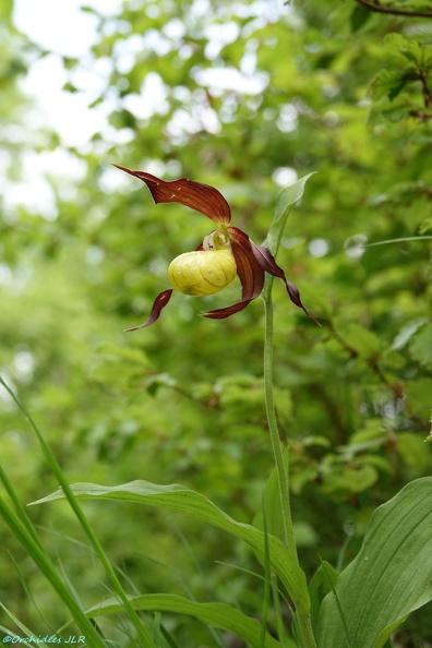 RX_01906[Orchidées].JPG