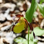 RX 01939[Orchidées]
