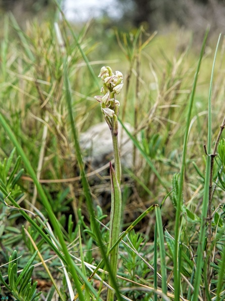 Neotinea-maculata1 (Signe).jpg