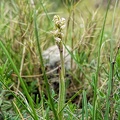 Neotinea-maculata1 (Signe)