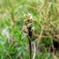 Neotinea-maculata2 (Signe).jpg