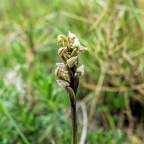 Neotinea-maculata2 (Signe)
