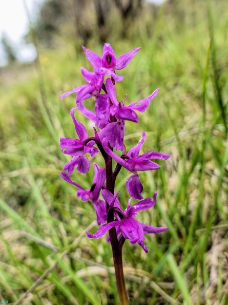 Orchis-olbiensis1 (Signe).jpg