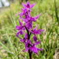 Orchis-olbiensis1 (Signe)