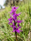 Orchis-olbiensis1 (Signe)