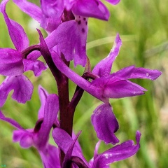 Orchis-olbiensis2 (Signe)